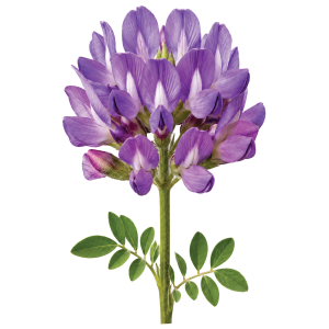 Astragalus