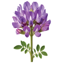 Astragalus