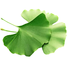 Ginkgo Biloba