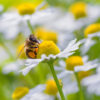 PROPOLIS CU MUȘEȚEL EXTRACT GLICEROHIDRIC – 30 ml