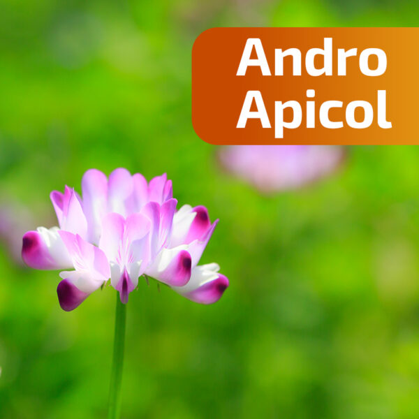 Astragalus - ingredient în Andro Apicol 200 ml