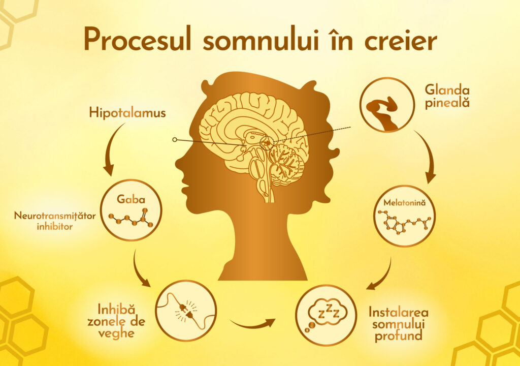 Procesul somnului în creier