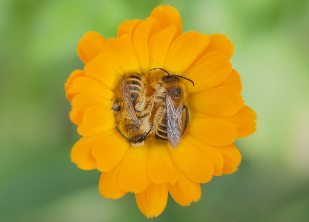insomnii remedii apifitoterapeutice